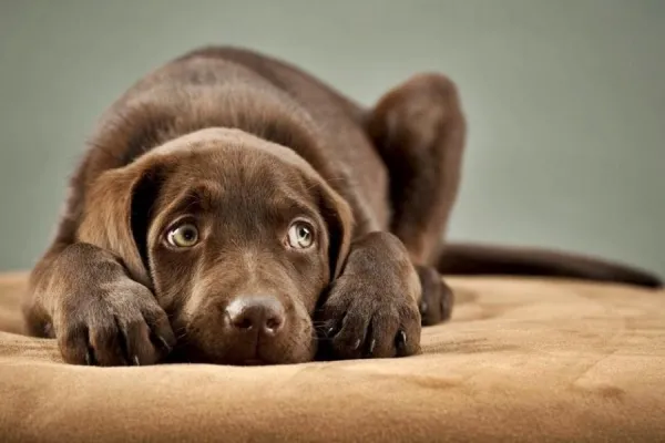 600x400_los-animales-domesticos-cada-ano-mueren-alrededor-5000-animales-domesticos-efecto-directo-pirotecnia-1500-estos-animales-son-perros-gatos-archivo-1063661-113317.webp