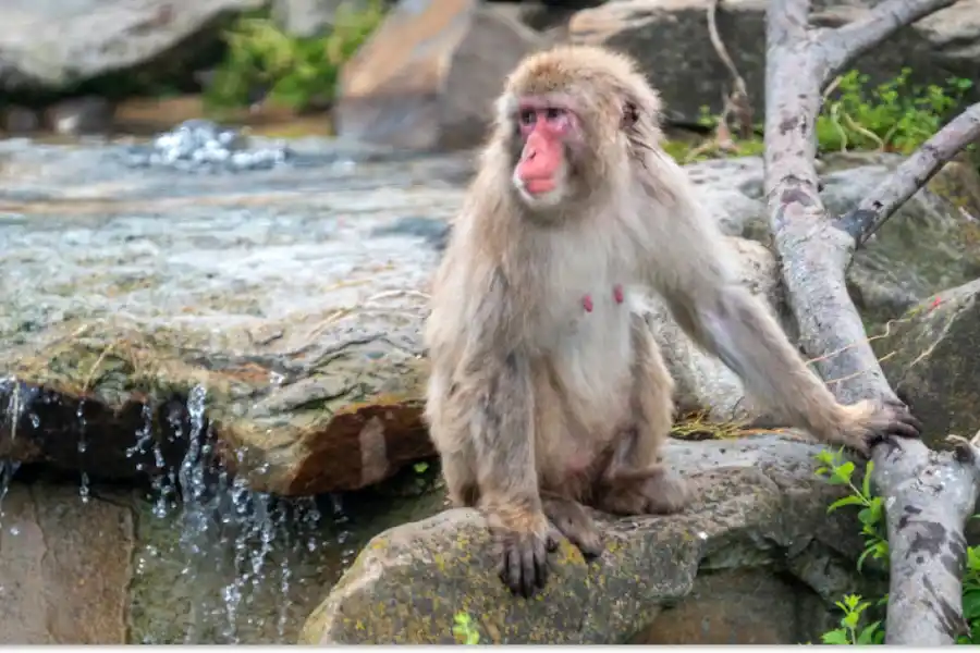 La decisión de erradicar los monos se da en el marco de las preocupaciones por su reprodcción. 