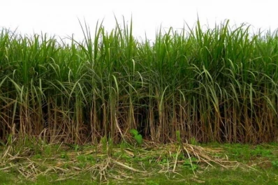 Los números de una importante zafra fueron analizados en detalle por los referentes del sector