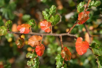 La hierba argentina para infusión que tiene capacidades antioxidantes superiores a las del mate