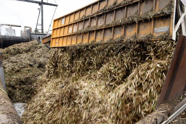 Zafra: en 12 años, la producción no creció al ritmo de toneladas molidas