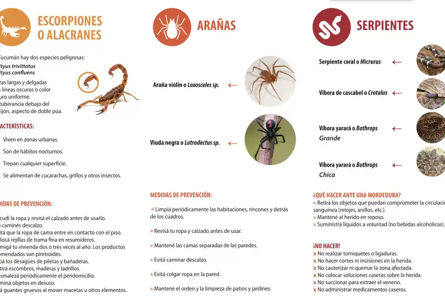 FOLLETO (2). La segunda página del documento emitido por el Ministerio de Salud Pública./ CAPTURA DE PANTALLA