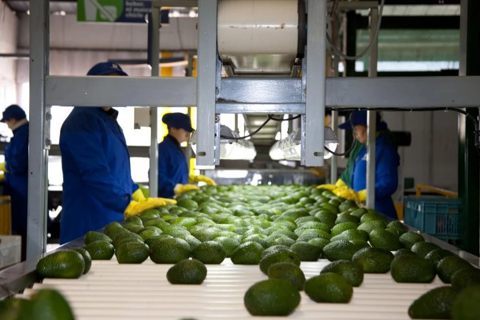 GLOBAL. Salvo en la Antártida, la palta se produce y se consume en todos los continentes, y su presencia en las mesas va creciendo desde hace dos décadas.