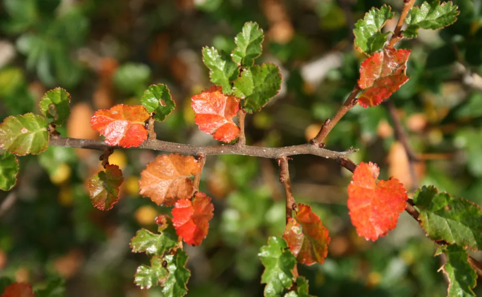 Las hojas de ñire son la parte del árbol que se utiliza para preparar las infusiones.