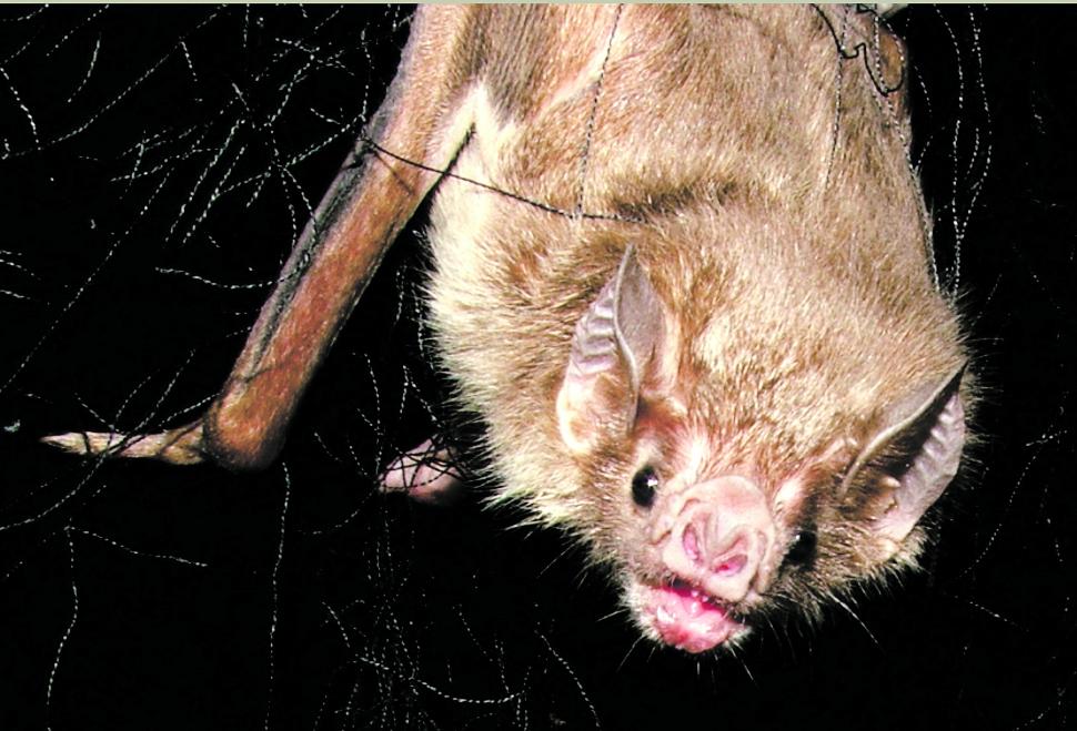 VAMPIRO. “Desmodus rotundus” es la única especie viviente del género.