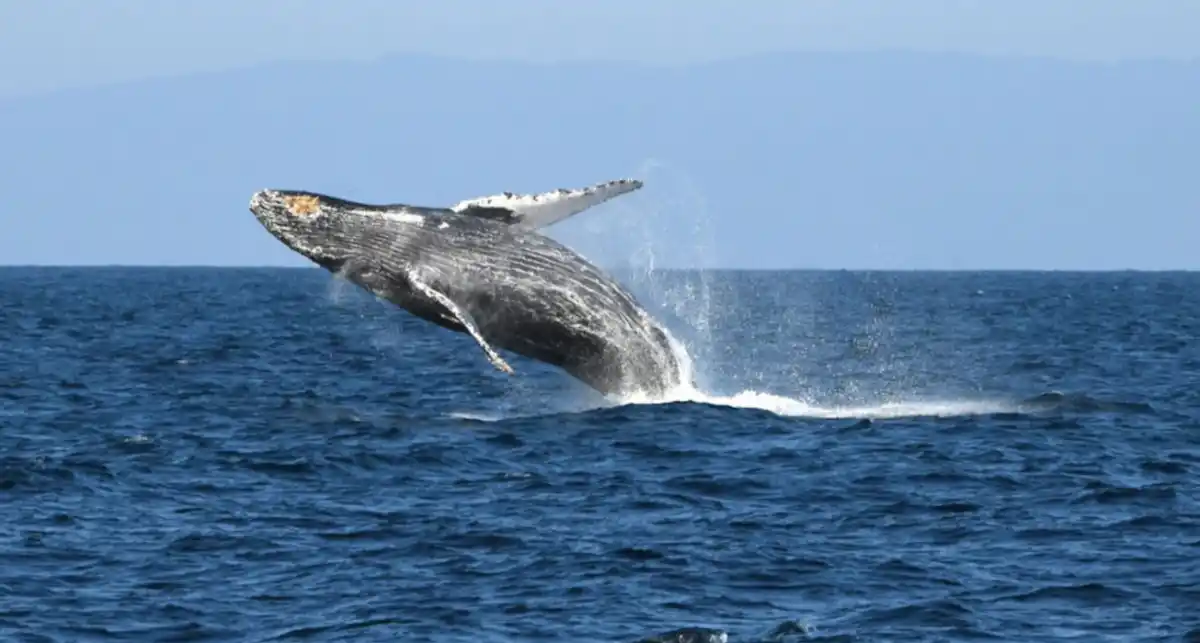 La ballena jorobada recorrió 13.000 kilómetros.