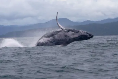 Una ballena jorobada rompió el récord al realizar la migración más larga de la especie