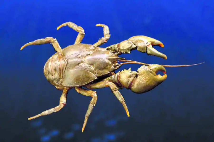 CANGREJO. Crustáceo “enano” de agua dulce originario de Sudamérica.