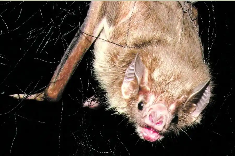 VAMPIRO. “Desmodus rotundus” es la única especie viviente del género.