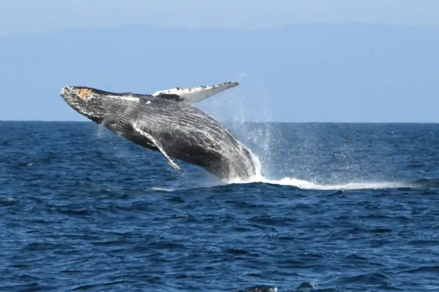 La ballena jorobada recorrió 13.000 kilómetros.