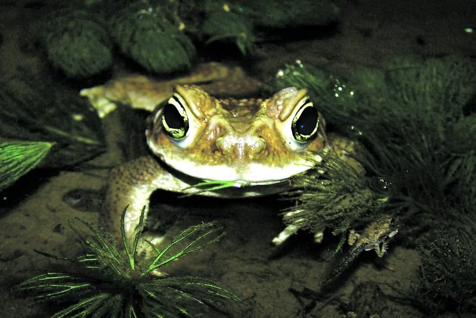 SAPO. “Rhinella arenarum” que significa “nariz pequeña de la arena”.