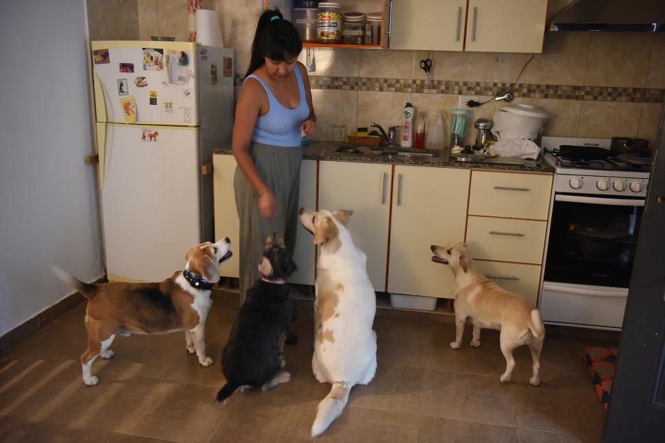 EN LIBERTAD. Las mascotas no están encerradas; en algunos casos, solo las separan a la hora de la comida. la gaceta / fotos de josé nuno