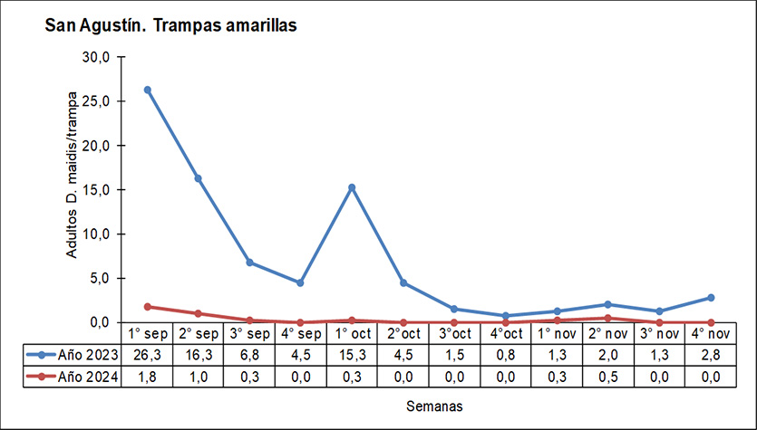 Figura 1: Número promedio de adultos de Dalbulus maidis por trampa cromática adhesiva, Los Altos, Catamarca. Septiembre - noviembre del 2023 vs septiembre - noviembre del 2024.