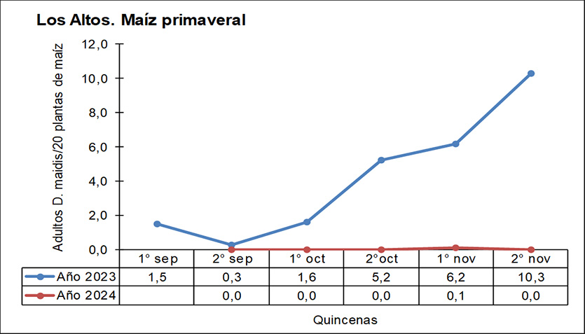 Figura 3: Número promedio de adultos de Dalbulus maidis por trampa cromática adhesiva, San Agustín, Tucumán. Septiembre - noviembre de 2023 vs septiembre - noviembre de 2024.