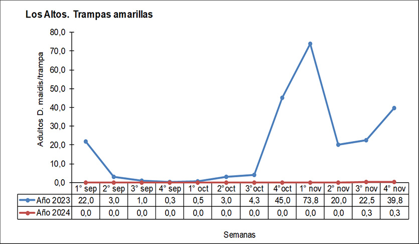 Figura 2: Número promedio de adultos de Dalbulus maidis en 20 plantas de maíz, Los Altos, Catamarca. Septiembre - noviembre del 2023 (maíz para producción de semillas) vs septiembre - noviembre del 2024 (maíz para picado).