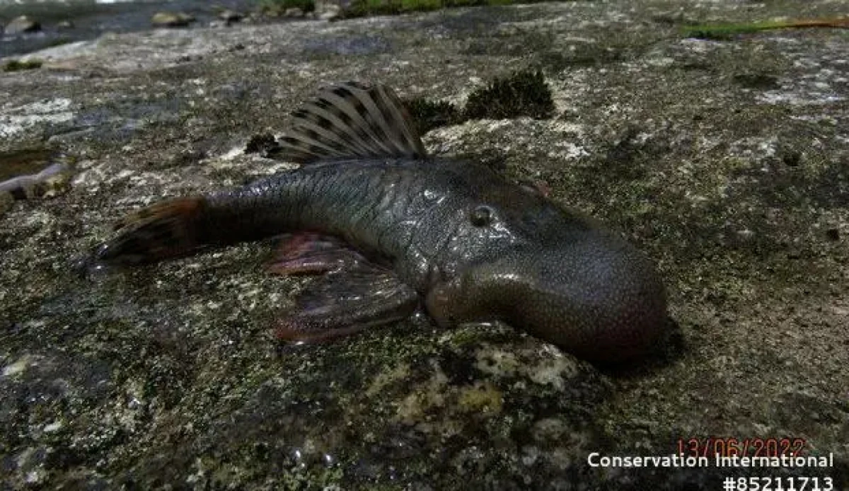 Este pez de cabeza redondeada es un tipo de bagre acorazado de boca erizada. Robinson Olivera/Conservation International.