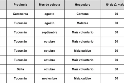 Los valores de infectividad de la chicharrita para spiroplasma se derrumbaron el último trimestre