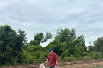 Pese al panorama positivo, sugieren mantener las estrategias de manejo ante dalbulus maidis