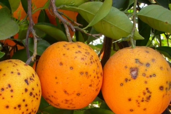 Estudian el impacto del HLB en naranjas Valencia