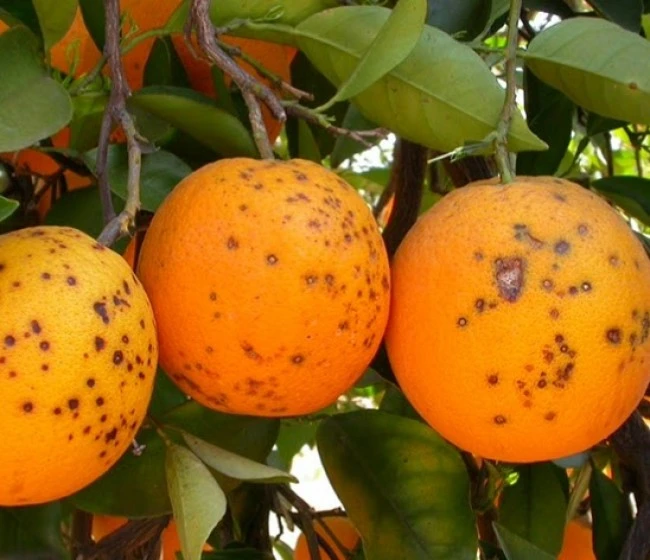 Estudian el impacto del HLB en naranjas Valencia