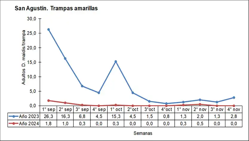 Figura 1: Número promedio de adultos de Dalbulus maidis por trampa cromática adhesiva, Los Altos, Catamarca. Septiembre - noviembre del 2023 vs septiembre - noviembre del 2024.