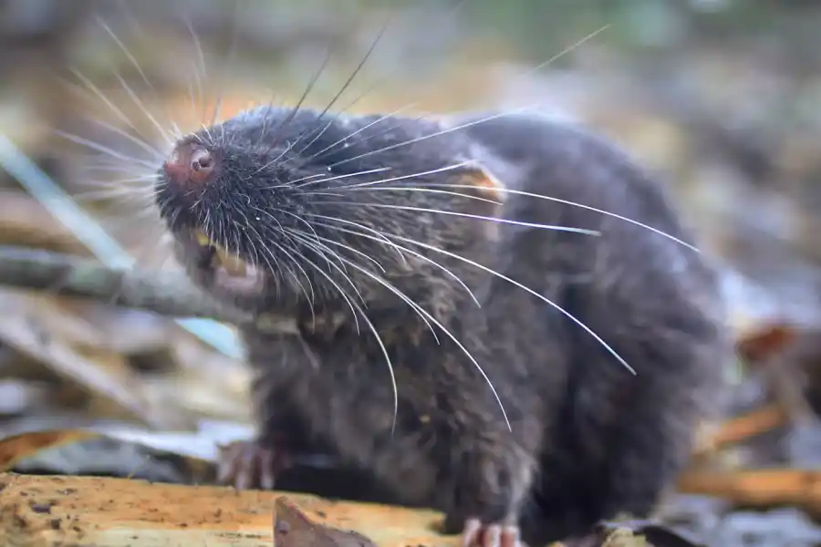 Los investigadores han descubierto una nueva especie de ratón anfibio, que pertenece a un grupo de roedores semiacuáticos considerados entre los más raros del mundo. Fotografía: Ronald Diaz