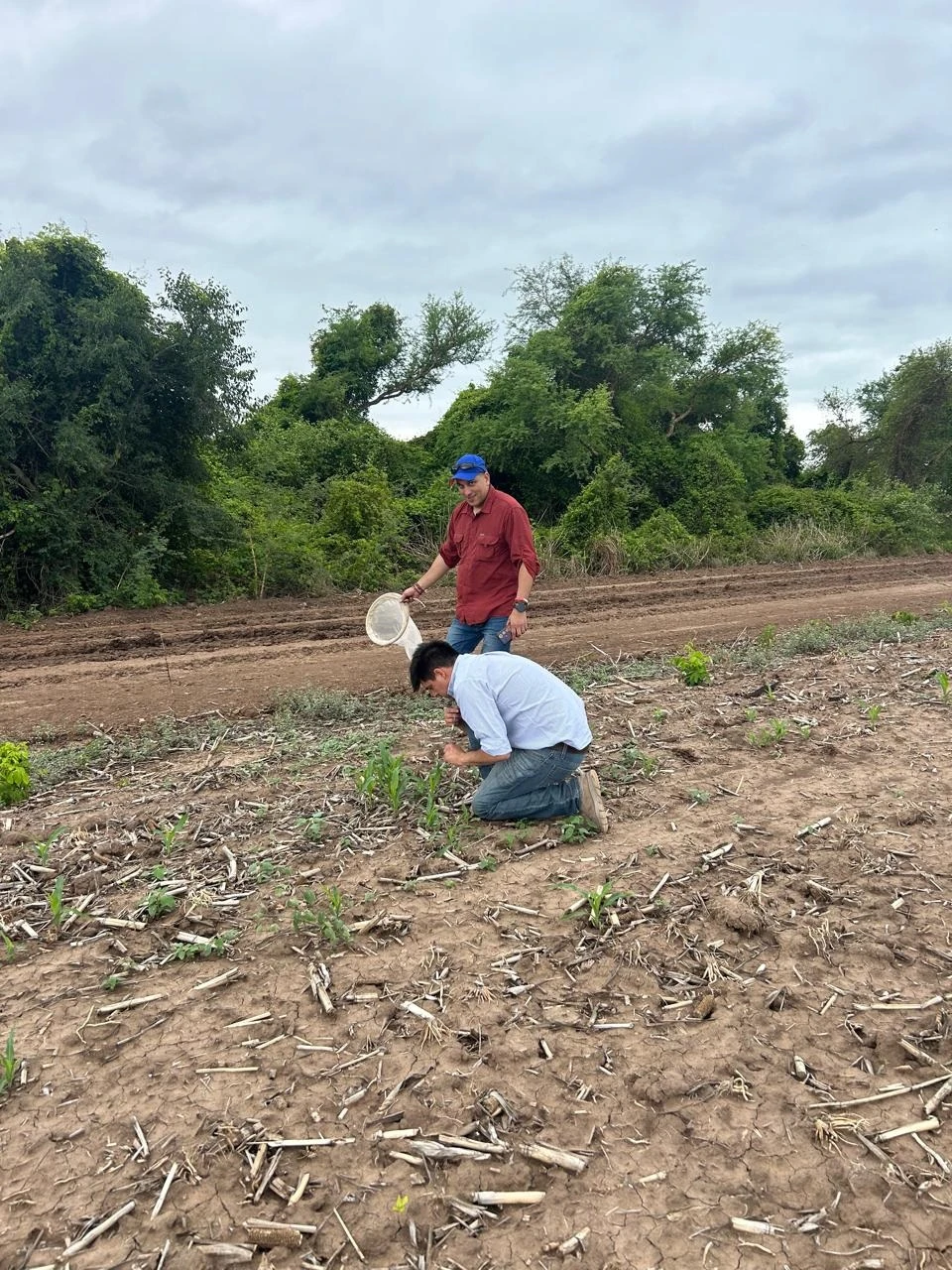 Pese al panorama positivo, sugieren mantener las estrategias de manejo ante dalbulus maidis