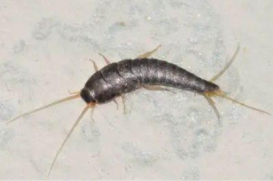 Pez de plata: ¿de qué nos alertan cuando aparecen en nuestra casa?