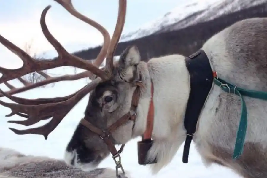 Las hembras no mudan sus astas en la época invernal.