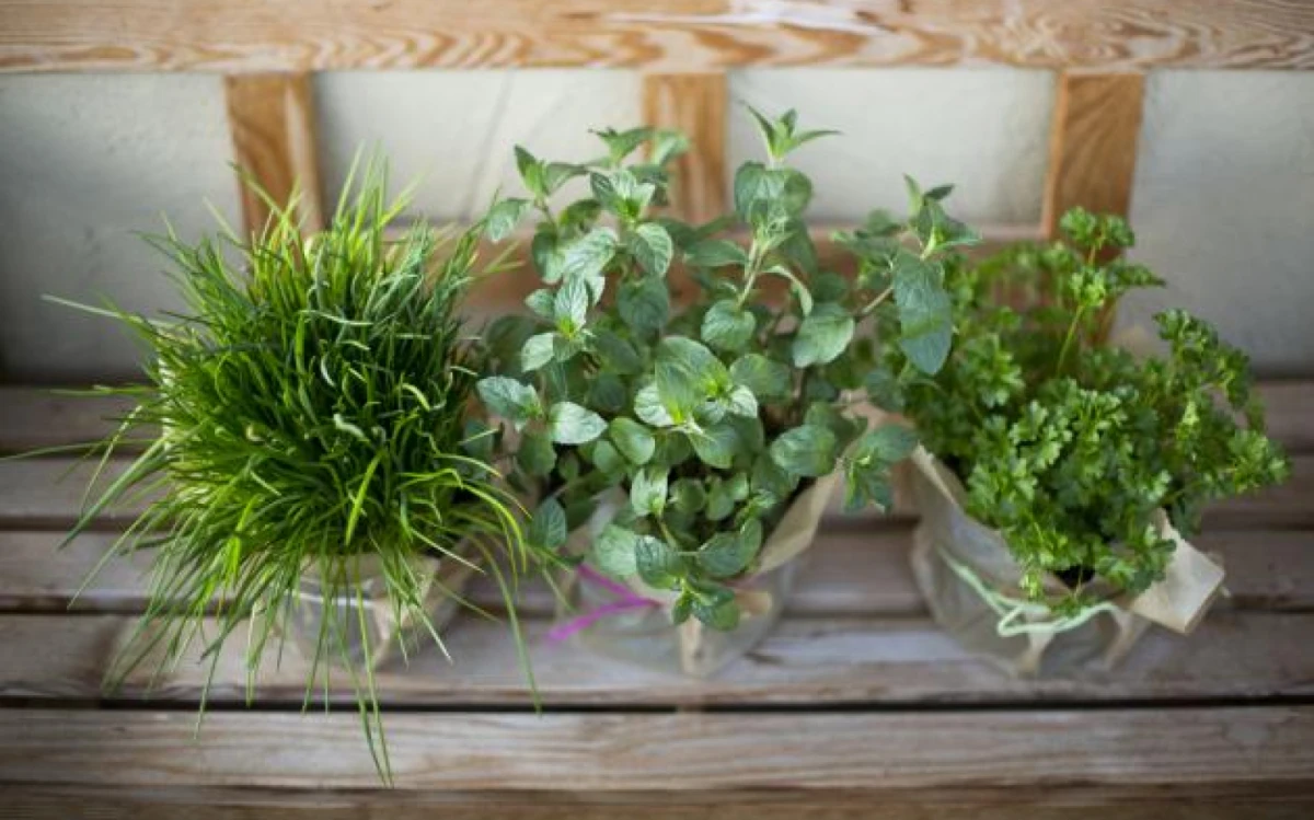 La hierba que puede ayudar a mejorar el descanso, según una investigación.