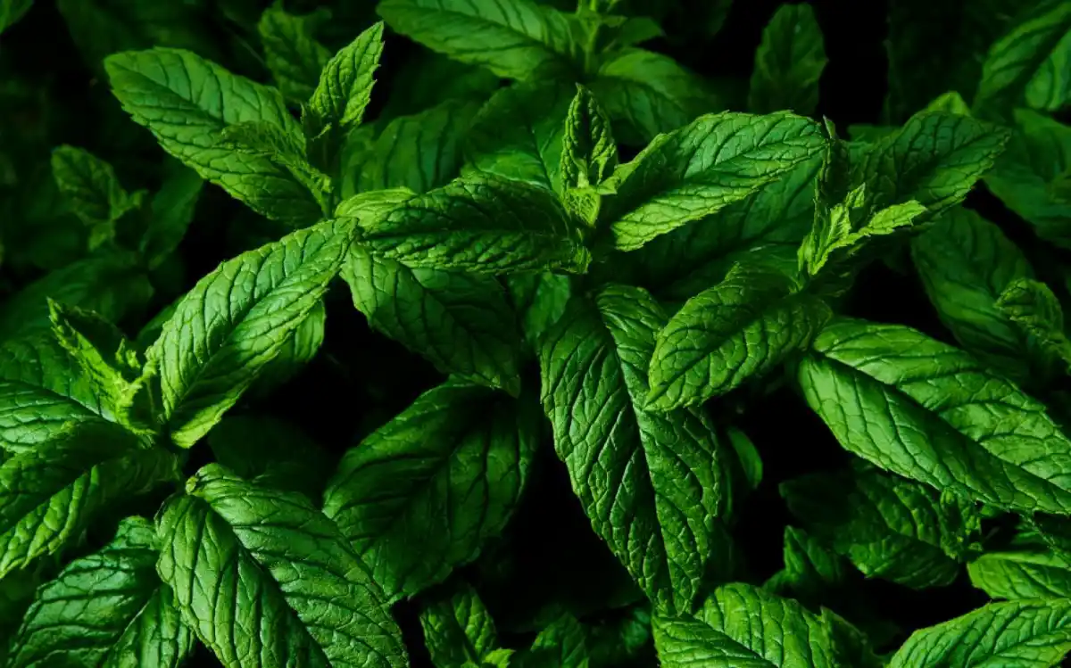 La menta ha demostrado ser eficaz a la hora de facilitar un buen descanso.