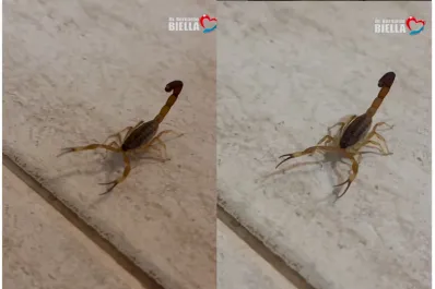 Cómo identificar alacranes peligrosos y diferenciarlos de los inofensivos