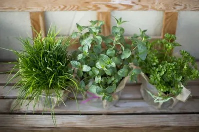 La hierba presente en la mayoría de hogares que puede ayudar combatir el insomnio