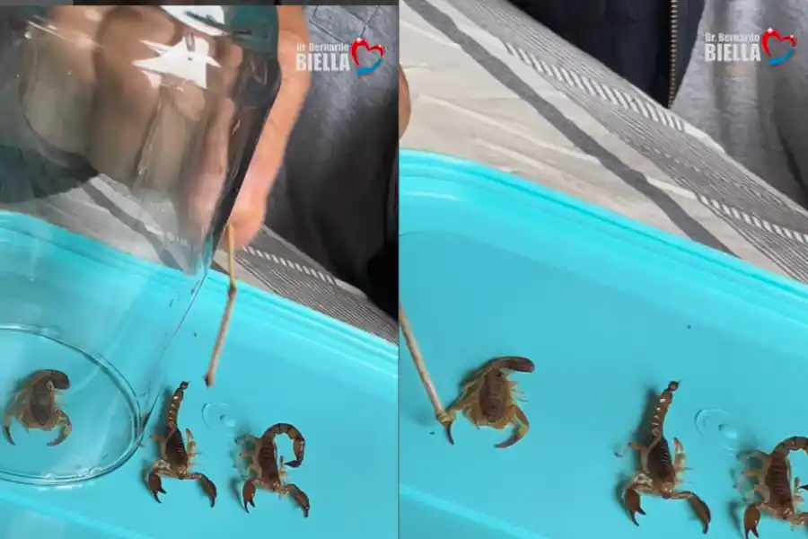 A la derecha, los ejemplares menos venenosos y a la izquierda, dentro del vaso, el alacrán más venenoso.