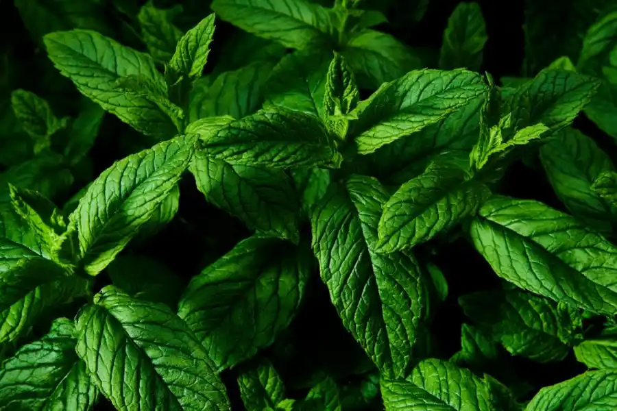 La menta ha demostrado ser eficaz a la hora de facilitar un buen descanso.