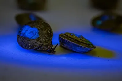 Liberaron más de 1000 caracoles diminutos en una isla remota de Portugal