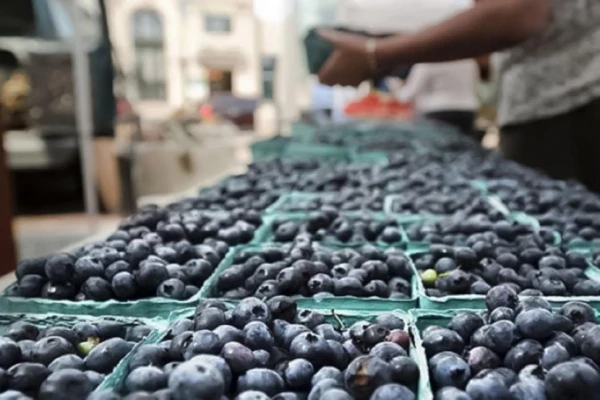 La baja producción de Perú favoreció la exportación de arándanos de la Argentina