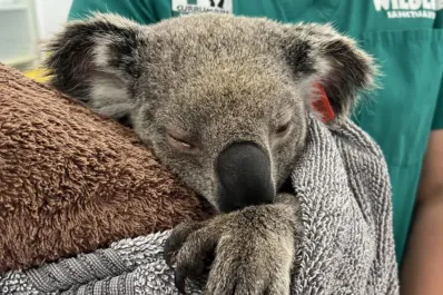 Koalas en peligro: cómo una epidemia de clamidia afecta su futuro