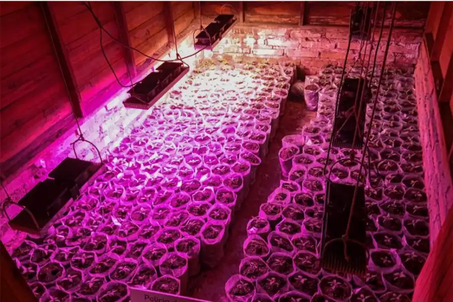 BIEN PREPARADOS. Los plantines de marihuana que se encontraron en una vivienda de la ciudad de Las Talitas.