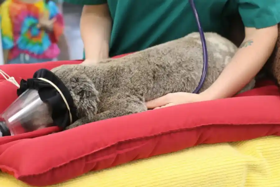 Joe Mangy se somete a un chequeo una semana después de su tratamiento.