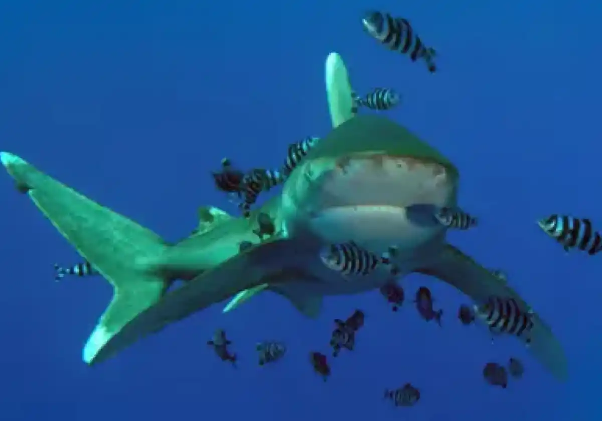 Este no es el primer ataque que ocurre en en esta zona del mar Rojo.