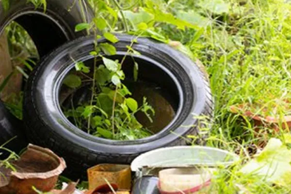 Neumáticos: por qué son los sitios favoritos del Aedes aegypti