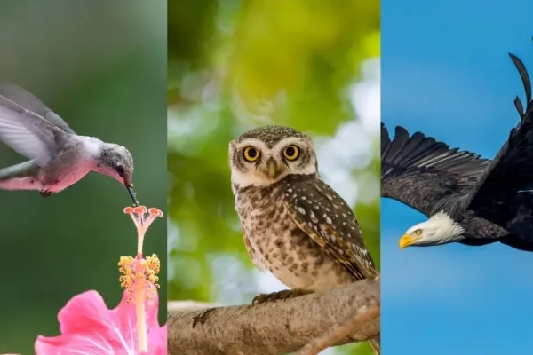 Test viral: elegí un pájaro y descubre la verdadera naturaleza de tu personalidad