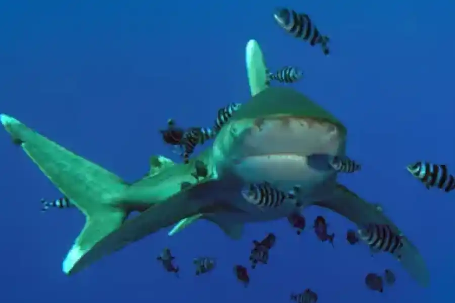 Este no es el primer ataque que ocurre en en esta zona del mar Rojo.