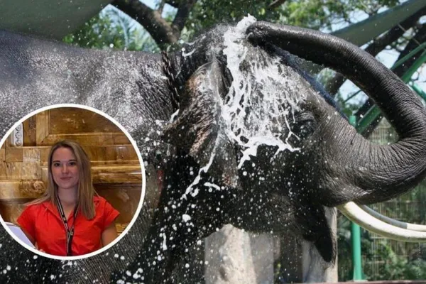 Vacaciones trágicas: una joven murió al ser atacada por un elefante