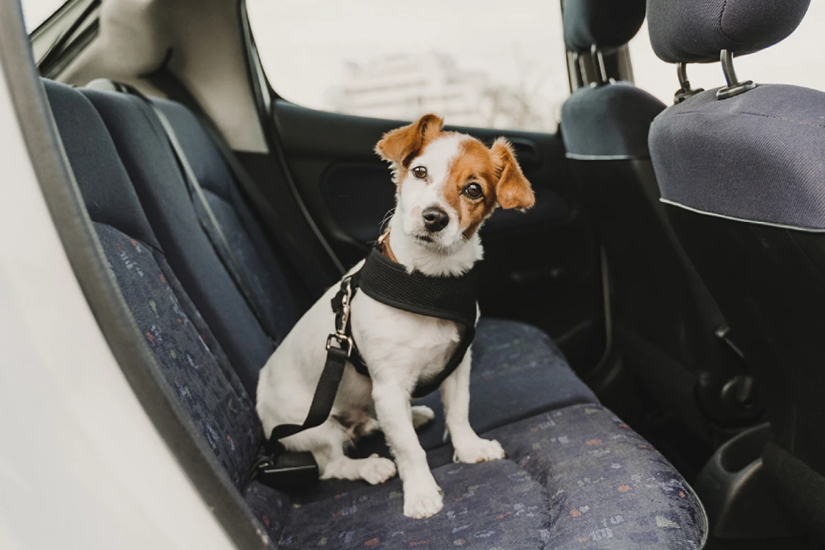 ¿Cómo viajar con mascotas en el auto?