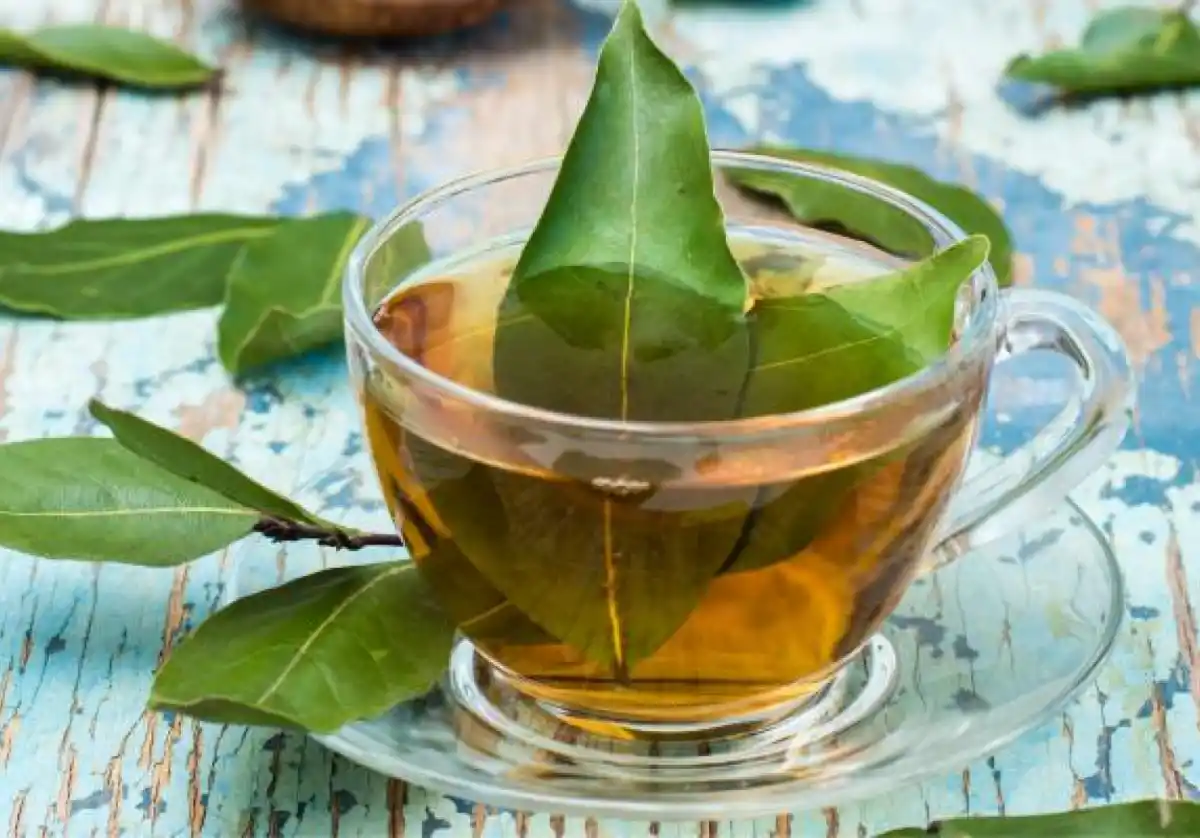 Los múltiples beneficios de tomar té de laurel en ayunas.