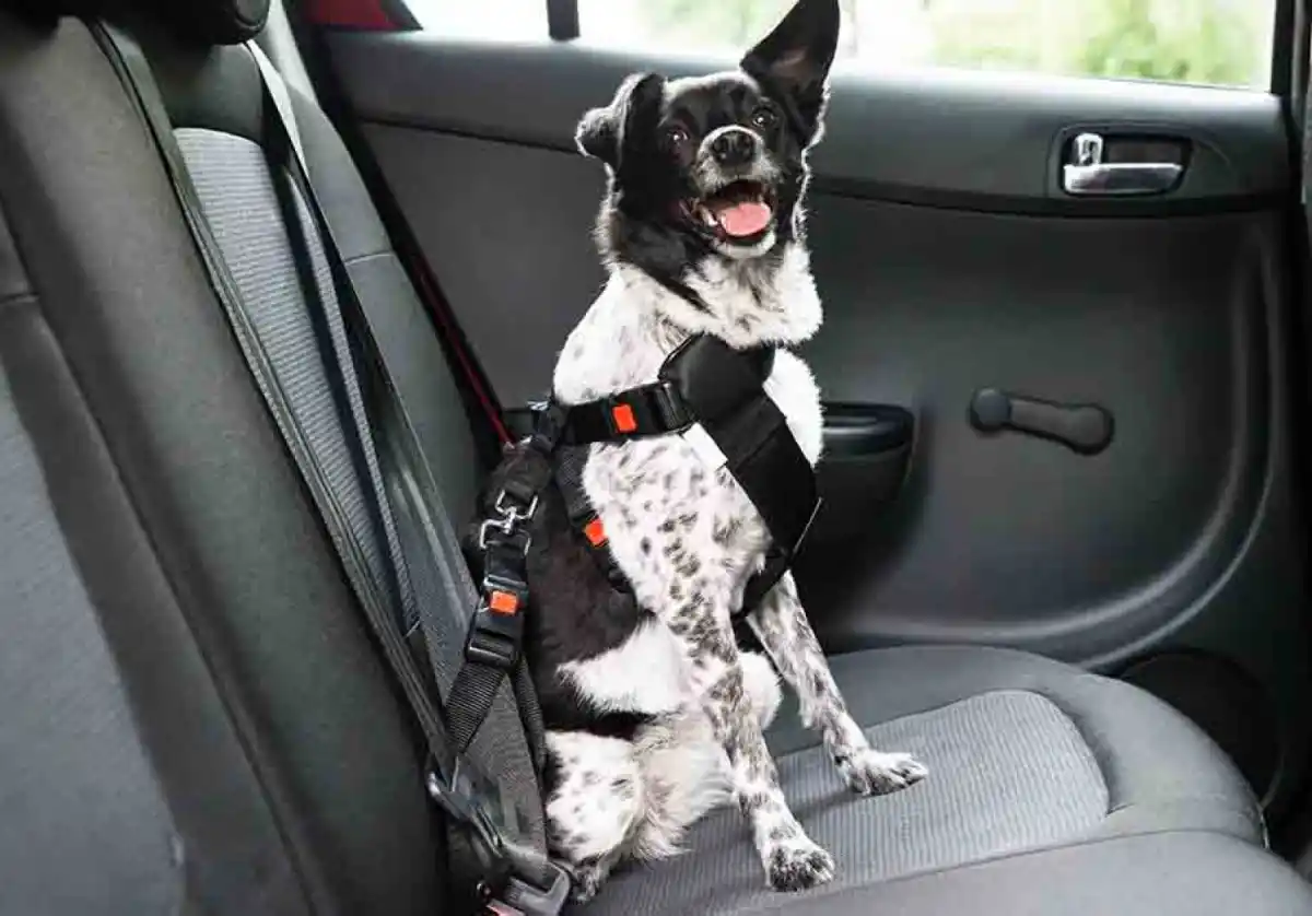 El uso del arnés asegurado al asiento es fundamental. 