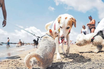 Desde el arnés hasta el antiparasitario: todo lo que necesitás saber para viajar de vacaciones con tu mascota
