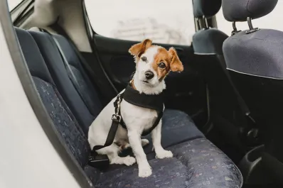 Vacaciones con mascotas: las precauciones que debemos tomar para llevarlas en el auto